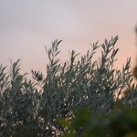 Olive Garden's Secret Menu: What They Won't Tell You About