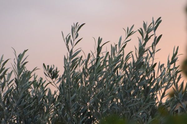 Olive Garden's Secret Menu: What They Won't Tell You About