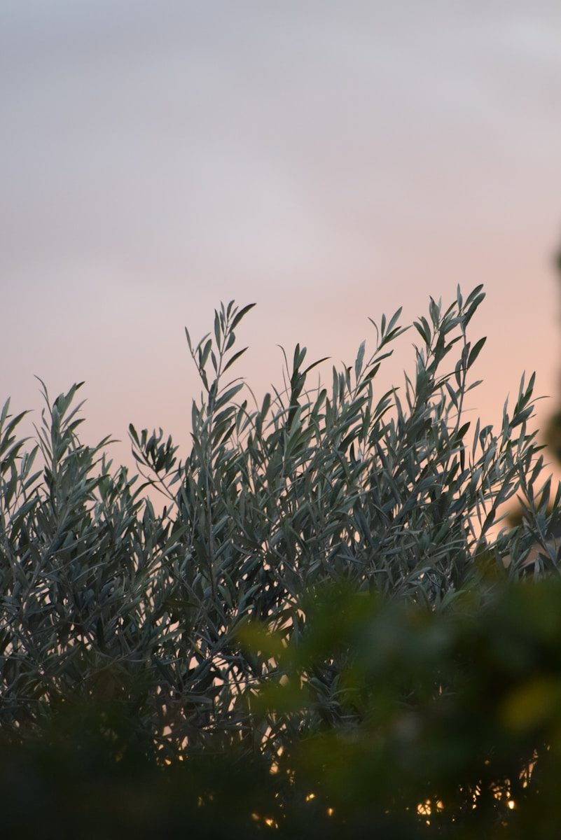 Olive Garden's Secret Menu: What They Won't Tell You About
